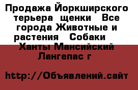 Продажа Йоркширского терьера, щенки - Все города Животные и растения » Собаки   . Ханты-Мансийский,Лангепас г.